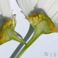 Scentless Mayweed